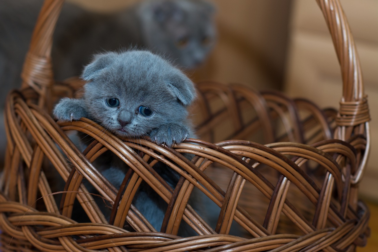 Tips for Grooming Cats Who Hate Water